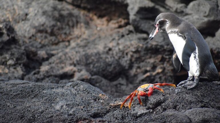 Guided panga tours allow visitors to safely observe Galapagos penguins and Sally Lightfoot crabs from the water.