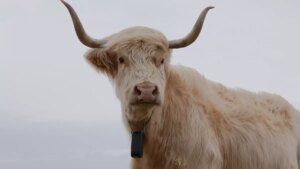 Scherma virtuale in Svezia e Danimarca: innovazione e sicurezza