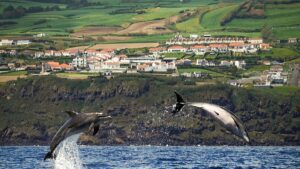 Ryanair e le Azzorre: cosa cambia per i voli dal 2026