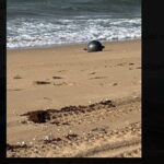 Detriti spaziali: le misteriose sfere sulla spiaggia del Queensland