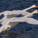 Intelligenza Artificiale e Wildlife: Nuove Prospettive o Distorsioni?