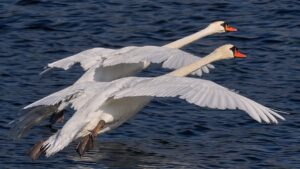 Intelligenza Artificiale e Wildlife: Nuove Prospettive o Distorsioni?