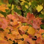 Fogliame autunnale: scopri Québec, Kyoto e la valle di Wachau